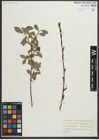 Foto von Salix myrsinites L. x Salix phylicifolia L.